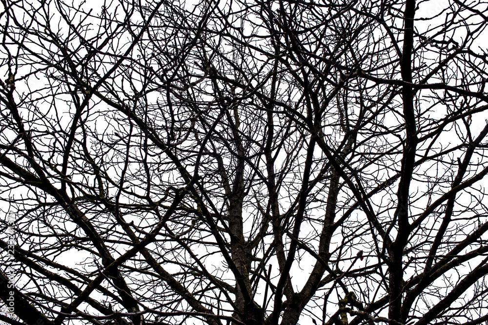 Tree branches isolated on the white background. Tree branches isolated on the white background.