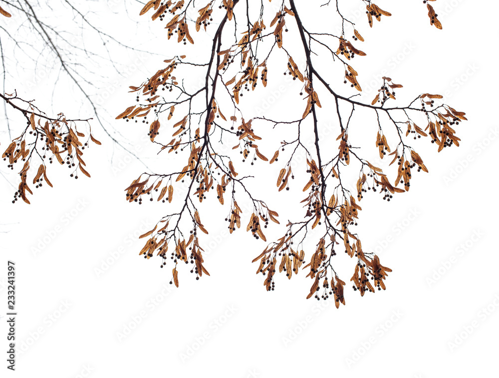 Tree branches isolated on the white background.