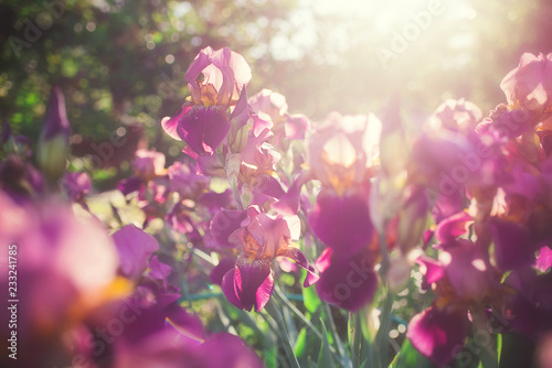 Beautiful iris flowers in the garden at sunset