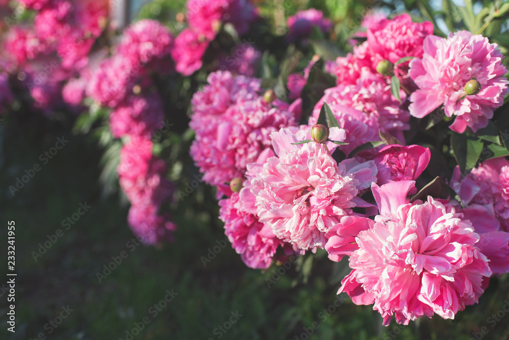 Flowers. Beautiful pink peonies in the garden on a summer day. Blooming pink peony in the sun. Flowers. Beautiful pink peonies in the garden on a summer day. Blooming pink peony in the sun.