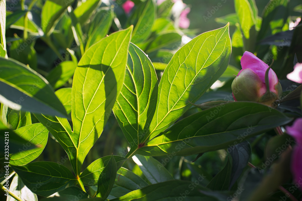 Flowers. Beautiful pink peonies and leaves in the garden on a summer day. Flowers. Beautiful pink peonies and leaves in the garden on a summer day.