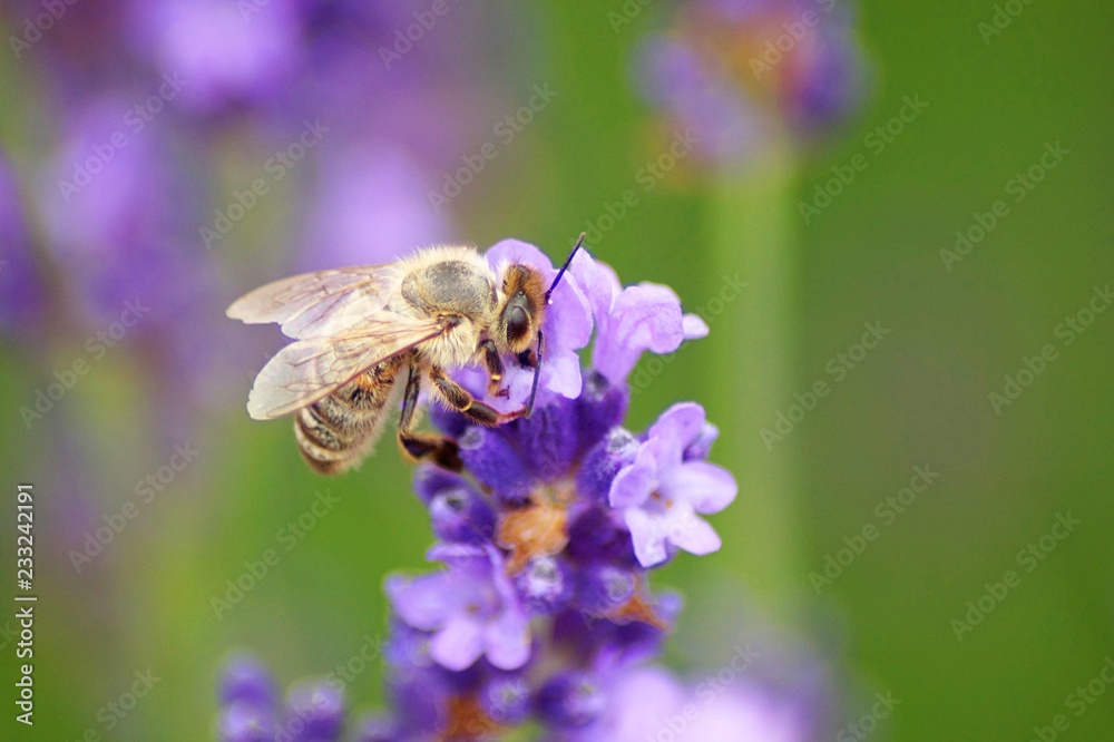 bee on lavender bee on lavender