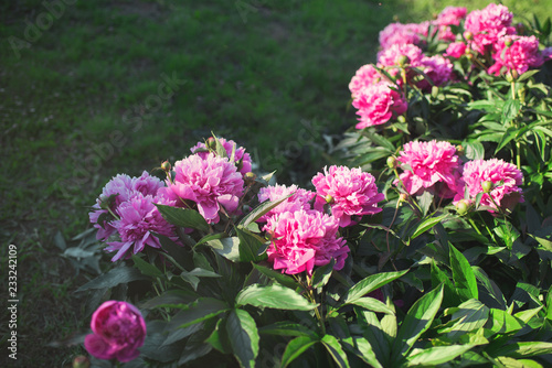 Flowers. Beautiful pink peonies in the garden on a summer day. Blooming pink peony in the sun.
