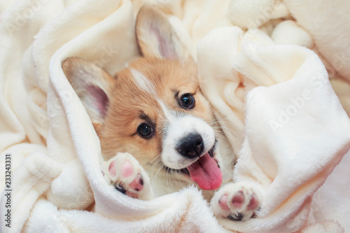 cute homemade corgi puppy lies in a white fluffy blanket funny sticking your tongue out