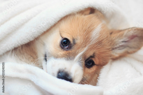 cute homemade corgi puppy lies in a white fluffy blanket funny sticking out his face