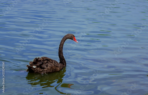 swan on lake