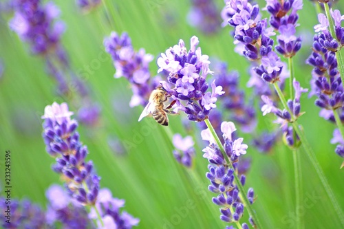 bee on lavender