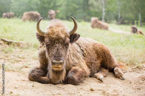 European bison (Bison bonasus) 