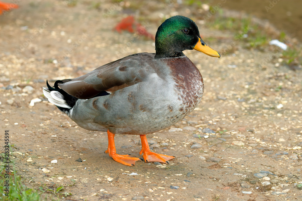 close-up of a mallard duck (Anas platyrhyncos) close-up of a mallard duck (Anas platyrhyncos)