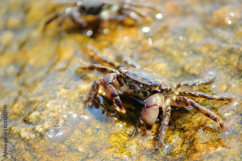 Little crabs on rock with seaweed and water Little crabs on rock with seaweed and water
