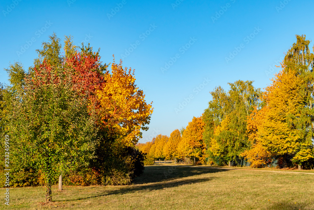 Colorful autumn leaves in sunlight in Berlin, Germany Colorful autumn leaves in sunlight in Berlin, Germany