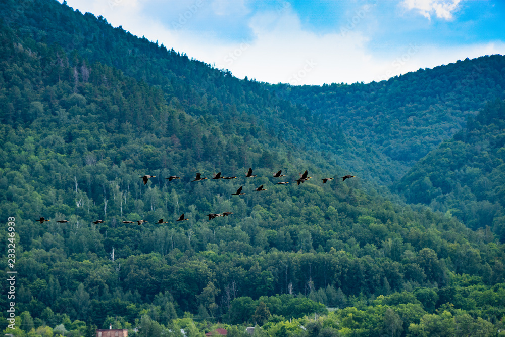 mountains, flock, birds, open space, sky, forest