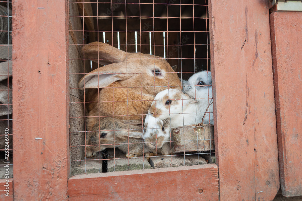 Obraz premium Rabbits sitting behind the net