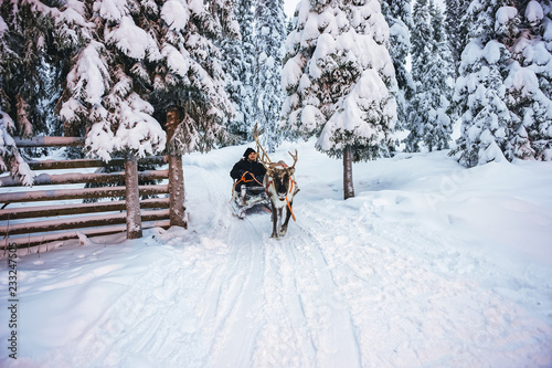 Man Reindeer sleigh in Finland in Lapland winter