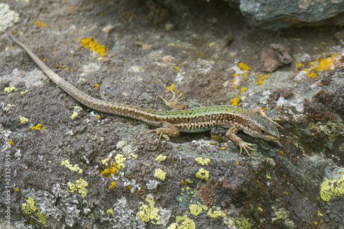 green lizard basking on a lichen-covered stone