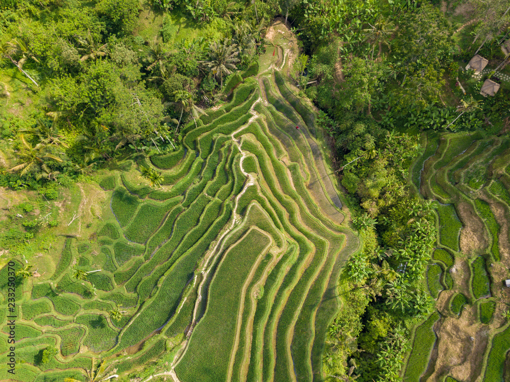 Aerial view to Tegallalang rice terraces near Ubud. Photo from drone. Beautiful scenes of rice paddies and well-known spot for tourists. Bali, Indonesia.