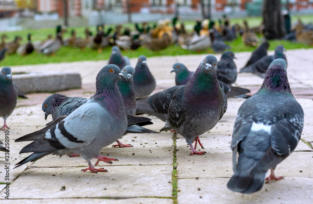 Obraz premium Group of gray pigeons in a city park.