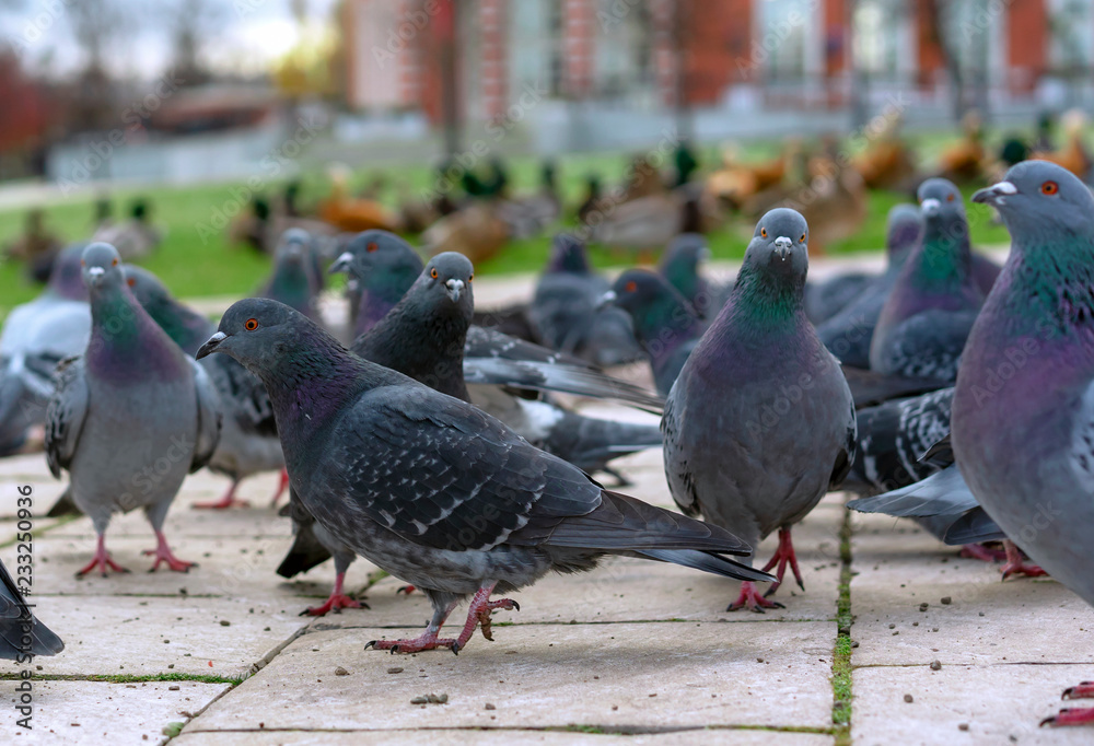 Obraz premium Group of gray pigeons in a city park.