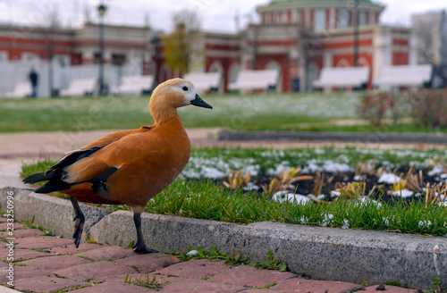 A brown duck walks in a city park.