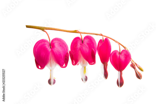 Fototapeta Naklejka Na Ścianę i Meble -  flowers broken heart isolated