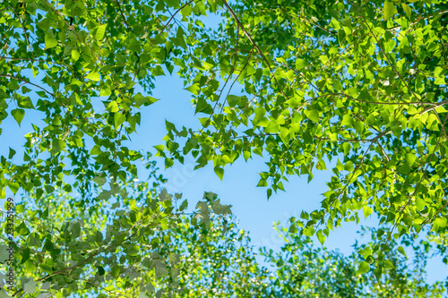 Background, screensaver of deciduous trees. Bright sunlight illuminating the trees. The top of the deciduous forest. 