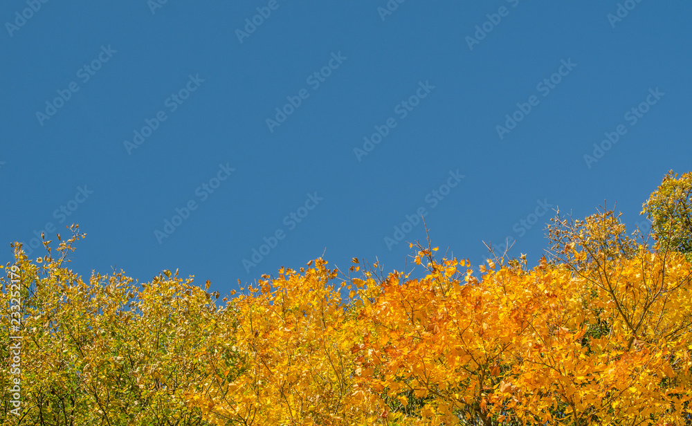 autumn tree detail with blue sky, Walddetail mit Himmel