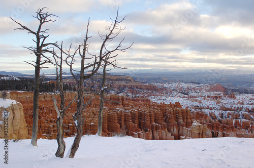 Bare trees in snow overlooking Bryce Canyon National Park in winter with snow