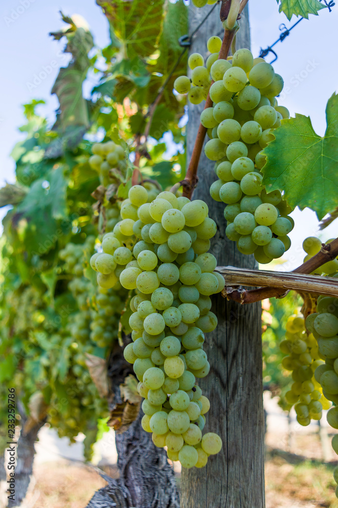 Weinrebe mit hellen Trauben und Beeren bei strahlendem Sonnenschein und blauem Himmel Weinrebe mit hellen Trauben und Beeren bei strahlendem Sonnenschein und blauem Himmel