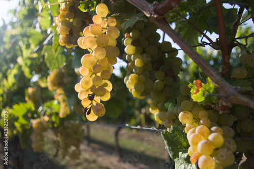 Weinrebe mit hellen Trauben und Beeren im Gegenlicht von der Sonne durchleuchtet photo