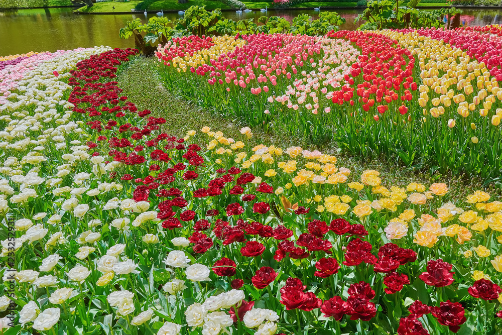 Tulips Flower Bed