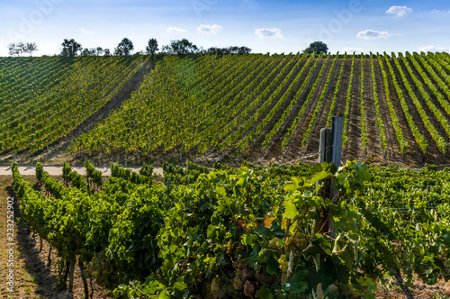 helle weiße Trauben, Beeren und Blätter an der Weinrebe im Hintergruund der Weinberg photo