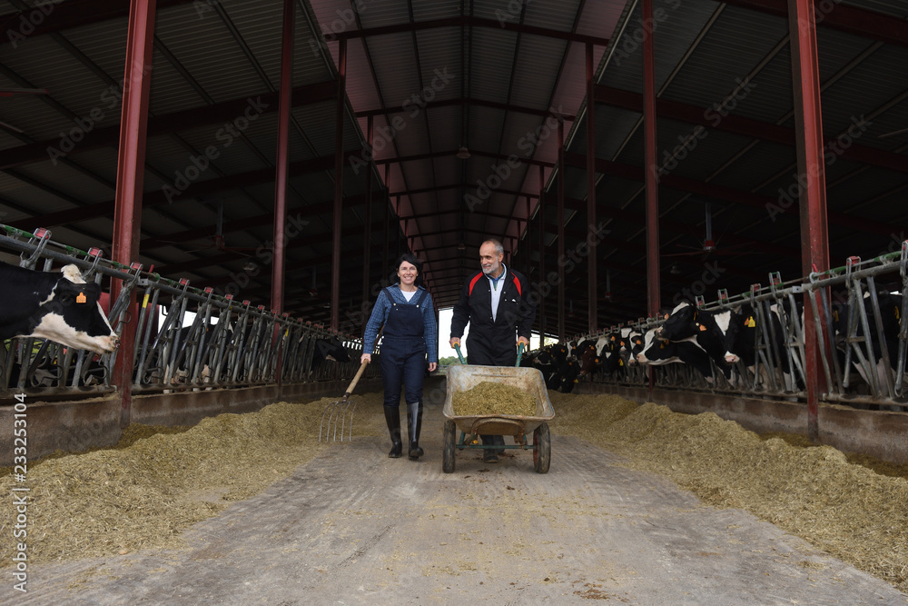 Fototapeta premium couple farmer with cows