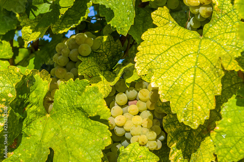 helle weiße Trauben, Beeren und buntes Blatt an der Weinrebe, Nahaufnahme photo