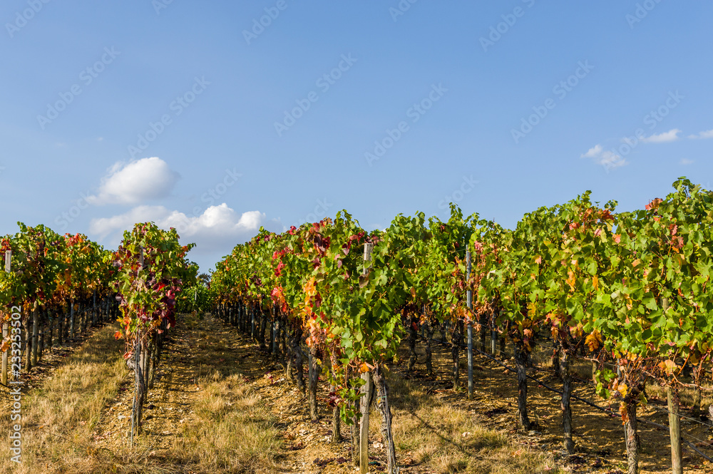 Weinreben und Weinstöcke mit herbstfarbenen Blättern bei blauem Himmel