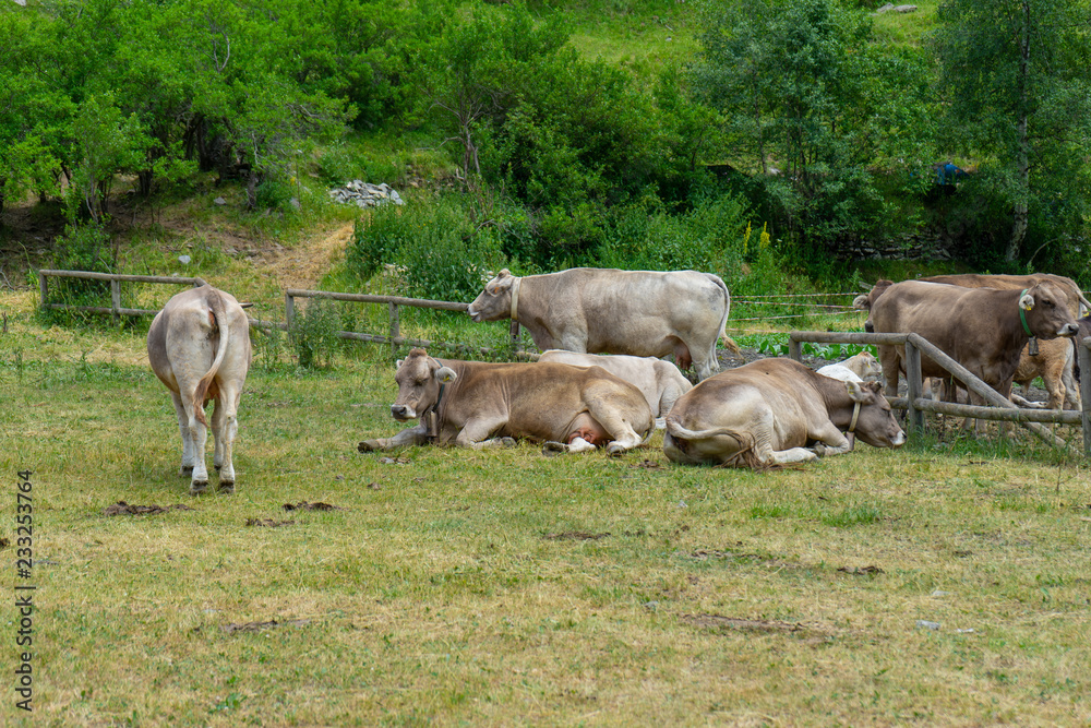 Wild cows in Andorra. Wild cows in Andorra.