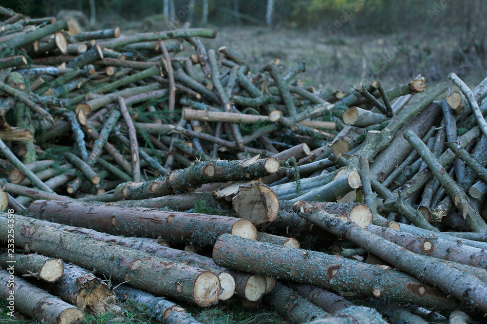 The trunks of trees stacked on each other in the woods. Dump the wood in the forest. The felled trees. The trunks of trees. Wood for the fire. The trunks of trees stacked on each other in the woods. Dump the wood in the forest. The felled trees. The trunks of trees. Wood for the fire.