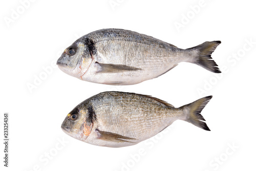 Two fresh dorada fishes isolated on white background