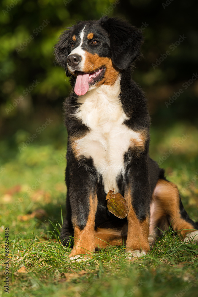 Berner Sennenhund sitzt in einer Wiese