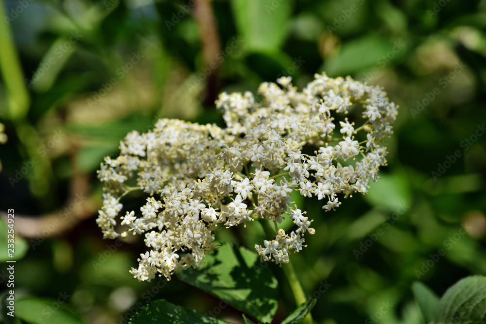 Blooming elderflower Blooming elderflower
