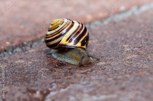 Schnecke