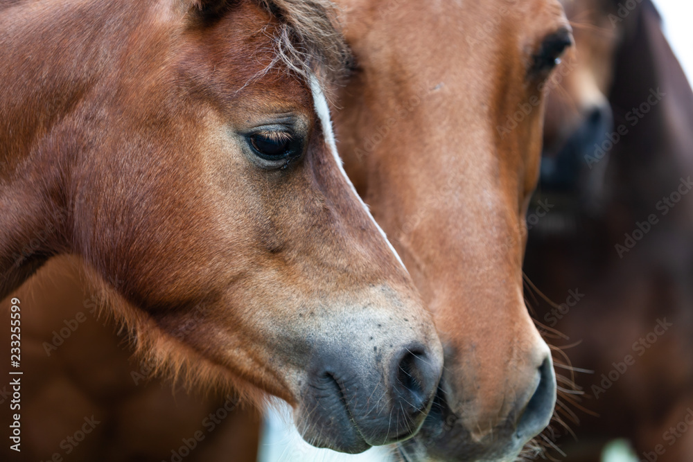 Fototapeta premium Pferdeschnauzen