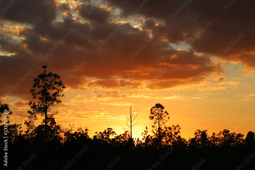 Sanset orange in Everglades national park, Miami, Florida. Silhouettes of trees and pines on a background of orange red sunset sky with clouds