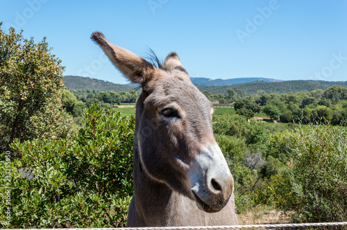 Donkey in a vineyard of Provence in summer