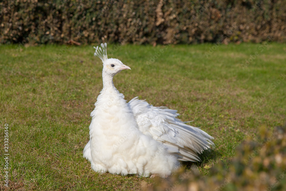 PRAGUE, CZECH REPUBLIC - OCTOBER 09, 2018: Beautiful views of the Wallenstein Gardens Park. Peacocks walking in the park. PRAGUE, CZECH REPUBLIC - OCTOBER 09, 2018: Beautiful views of the Wallenstein Gardens Park. Peacocks walking in the park.