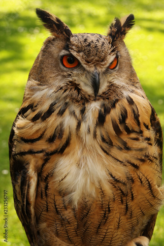 Watchful owl