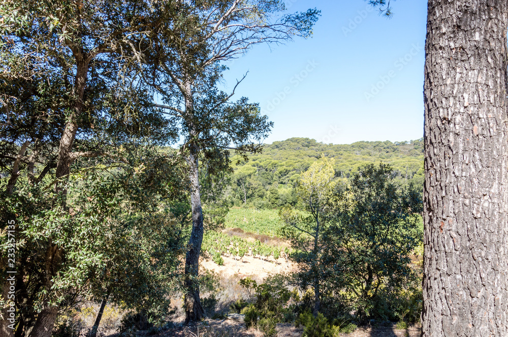 Bicycle trip in a wood on the island of Porquerolles