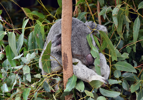 Cute koala is sleeping on a tree branch eucalyptus