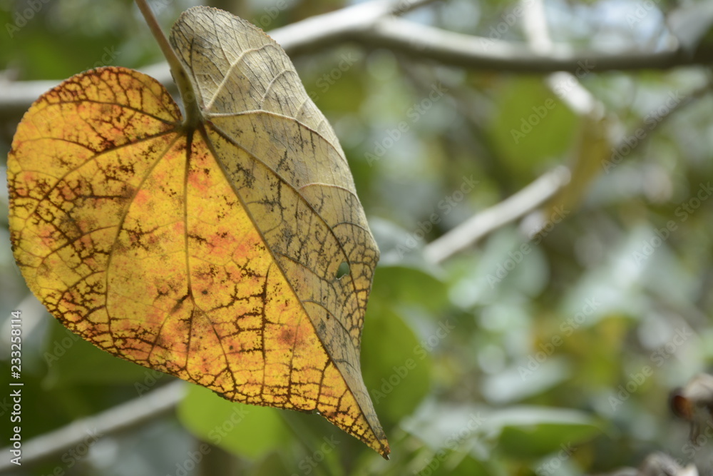 Obraz premium yellow leaf, yellow leaf heart shape