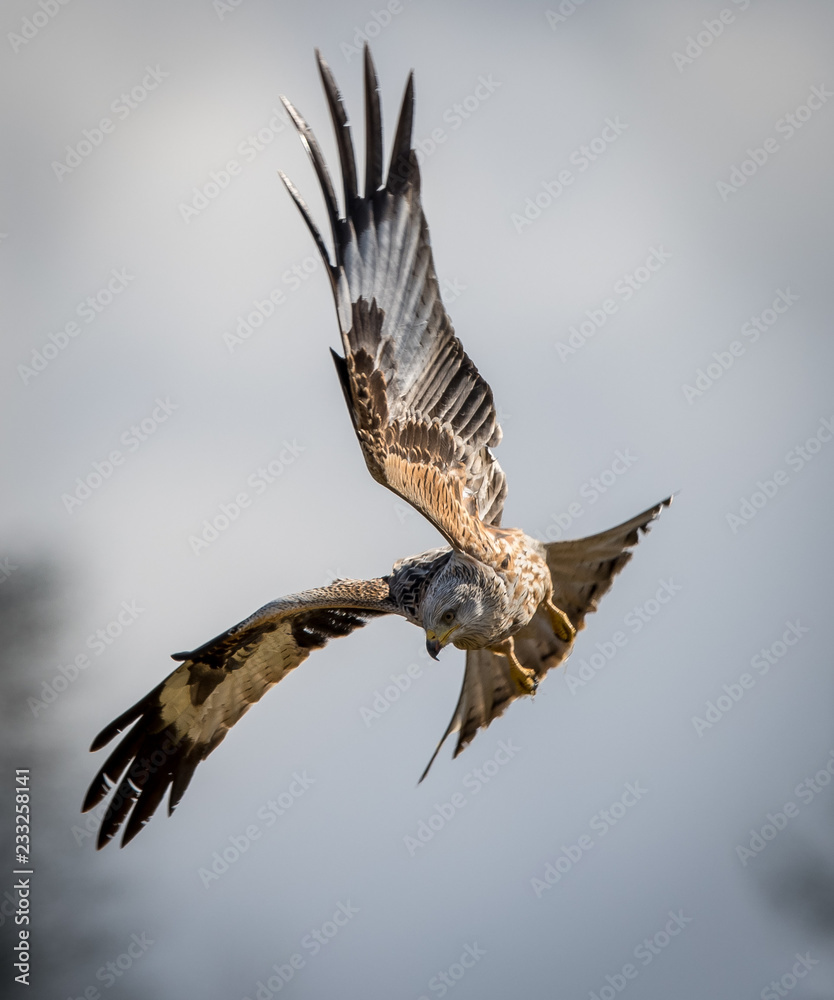 Red Kite in flight Red Kite in flight