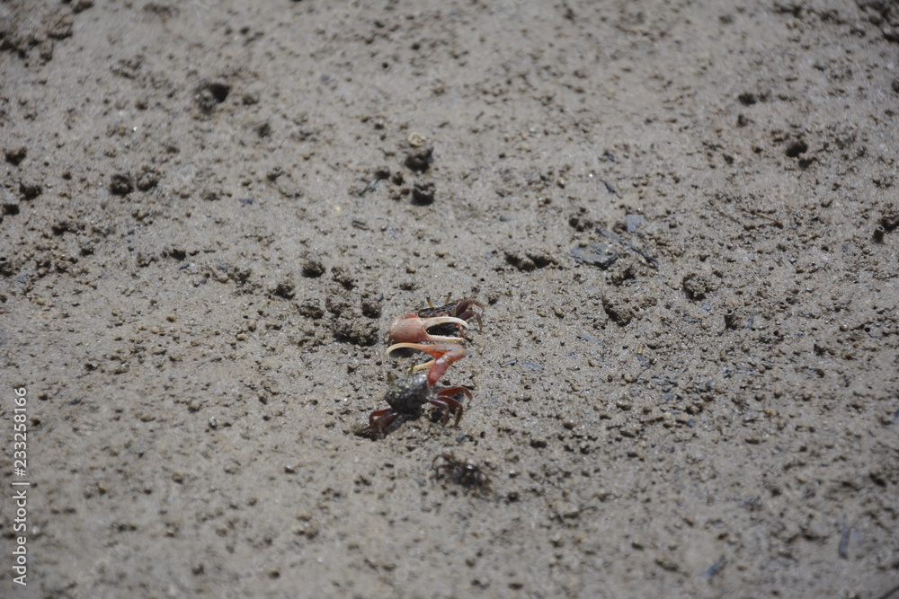 small crab, planeta ivertebrados caranguejos small crab, planeta ivertebrados caranguejos